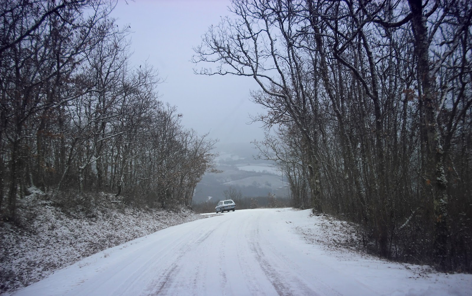 BlauweBuffelIndeSneeuw.jpg